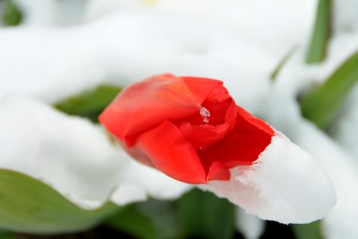 Tulip in Snow