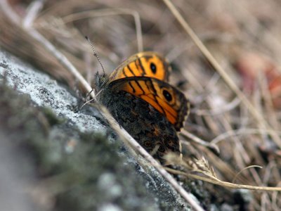 Svingelgrsfjril - Wall Brown (Lasiommata megera)