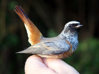 Rödstjärt - Common Redstart (Phoenicurus phoenicurus)