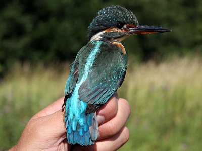 Kungsfiskare - Kingfisher (Alcedo atthis)