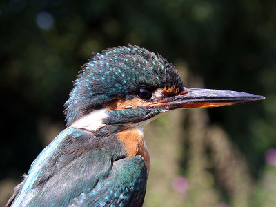 Kungsfiskare - Kingfisher (Alcedo atthis)