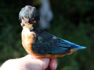 Kungsfiskare - Kingfisher (Alcedo atthis)