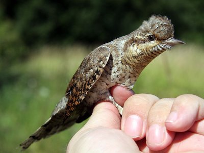 Göktyta - Eurasian Wryneck (Jynx torquilla)