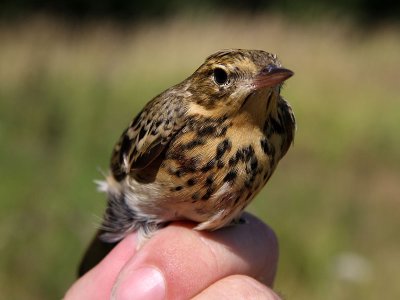 Trädpiplärka - Tree Pipit (Anthus trivialis)