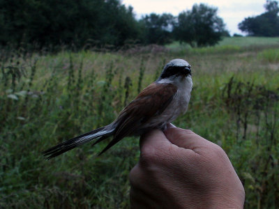 Törnskata - Red-backed Shrike (Lanius collurio)
