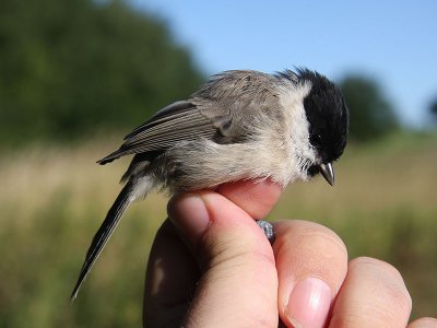 Entita - Marsh Tit (Parus palustris)