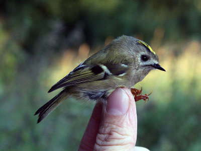 Kungsfågel - Goldcrest (Regulus regulus)