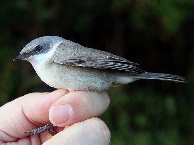 Ärtsångare - Lesser whitethroat (Sylvia curruca)
