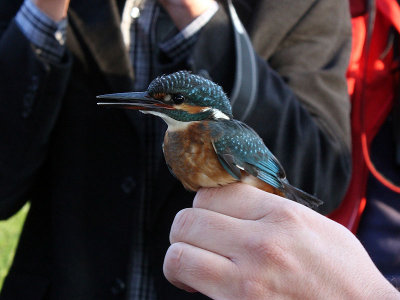 Kungsfiskare - Kingfisher (Alcedo atthis)