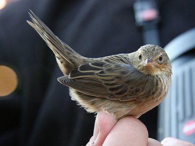 Trsksngare - Lanceolated Warbler (Locustella lanceolata)