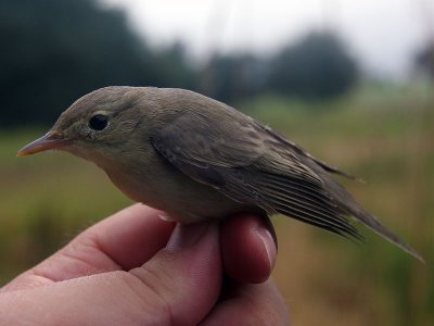 Härmsångare - Icterine Warbler (Hippolais icterina)