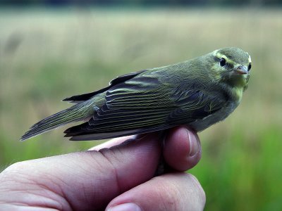 Grönsångare - Wood Warbler (Phylloscopus sibilatrix)