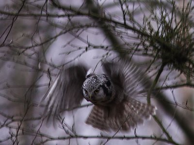 Hökuggla - Northern Hawk Owl (Surnia ulula)