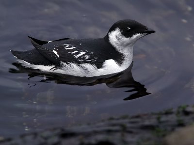 Alkekung - Little Auk (Alle alle)