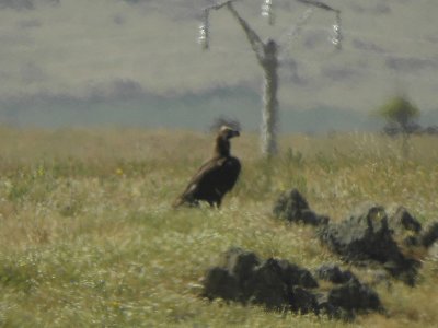 Grgam - Black Vulture (Aegypius monachus)