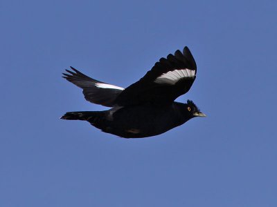 Birdtrip to Portugal 2009
