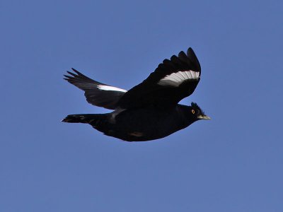 Strre tofsmajna - Crested Myna (Acridotheres cristatellus)