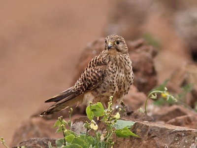 Tornfalk - Neglected Kestrel (Falco neglectus)