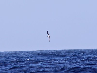 Kapverdepetrell - Fea´s Petrel (Pterodroma feae)