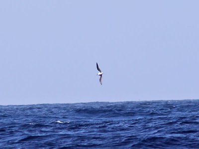 Kapverdepetrell - Feas Petrel (Pterodroma feae)