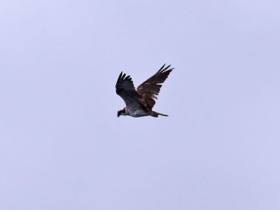 Fiskgjuse - Osprey (Pandion haliaetus)