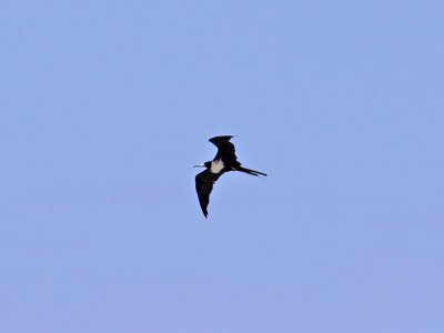 Frigatebirds