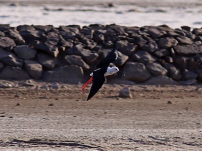 Styltlpare - Black-winged Stilt (Himantopus himantopus)