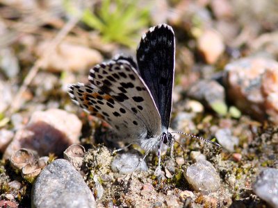 Fetrtsblvinge - Chequered Blue (Scolitantides orion)