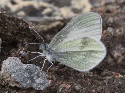 ngsvitvinge - Ral's Wood White (Leptidea reali)