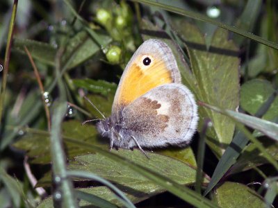 Kamgräsfjäril - Small heath (Coenonympha pamphilus)