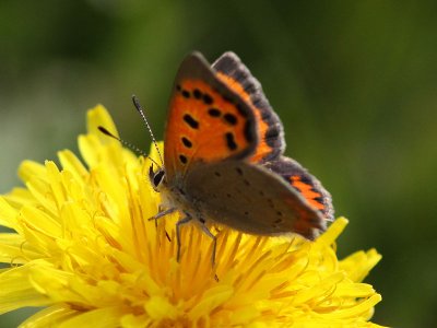 Mindre guldvinge - Small copper (Lycaena phlaeas)