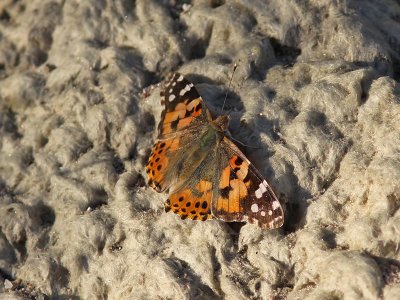 Tistelfjril - Painted Lady (Cynthia cardui)
