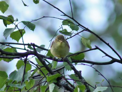 Polyglottsngare - Melodious Warbler (Hippolais polyglotta)