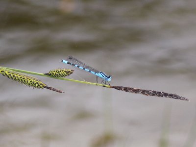 Sjflickslnda - Common Blue Damselfly (Enallagma cyathigerum)