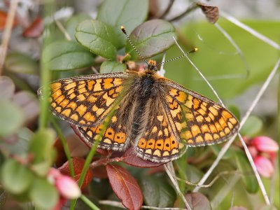 Vddntfjril - Marsh fritillary (Euphydryas aurinia)