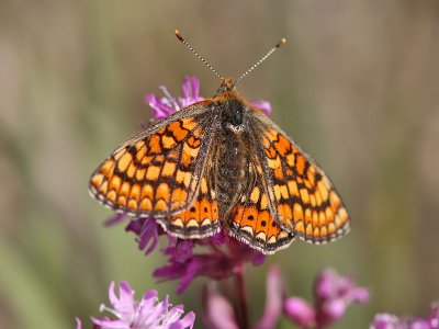 Vddntfjril - Marsh fritillary (Euphydryas aurinia)