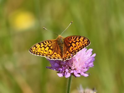 ngsprlemorfjril - Dark green fritillary (Argynnis aglaja)