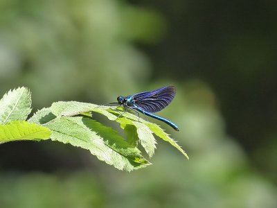 Bl jungfruslnda - Beautiful Demoiselle (Calopteryx virgo)