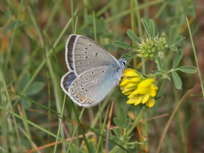 Silverblvinge - Amandas Blue (Polyommatus amandus)