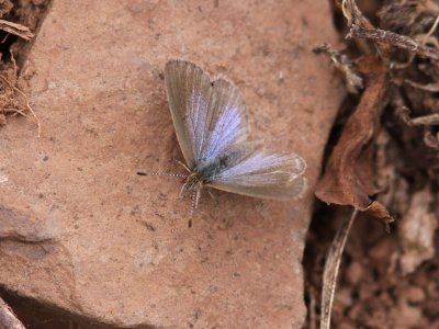 Lngsvansad blvinge - Long-tailed Blue (Lampides boeticus)