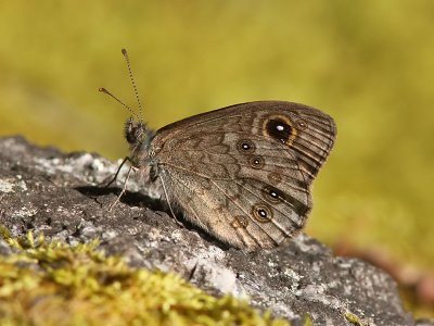 Vitgrsfjril - Large Wall brown (Lasiommata maera)