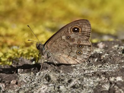 Vitgrsfjril - Large Wall brown (Lasiommata maera)