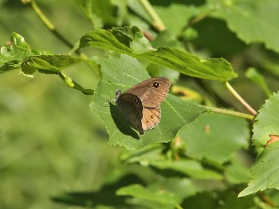 Vitgrsfjril - Large Wall brown (Lasiommata maera)