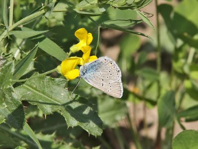 ngsblvinge - Mazarine blue (Cyaniris semiargus)