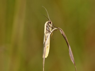 Ockragul lavspinnare - Eilema lutarellum (Eilema lutarellum)