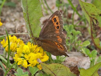 Skogsgrsfjril - Arran brown (Erebia ligea)