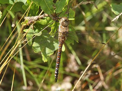 Hstmosaikslnda - Migrant Hawker (Aeshna mixta)