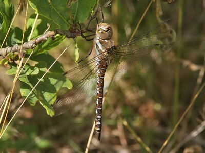 Hstmosaikslnda - Migrant Hawker (Aeshna mixta)