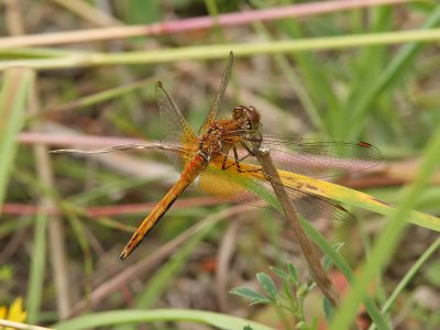 Gulflckad ngstrollslnda - Yellow-winged Darter (Sympetrum flaveolum)