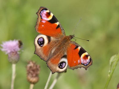 Påfågelöga - Peacock (Inachis io)